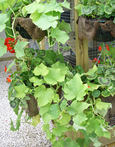 Zucchini in hanging baskets