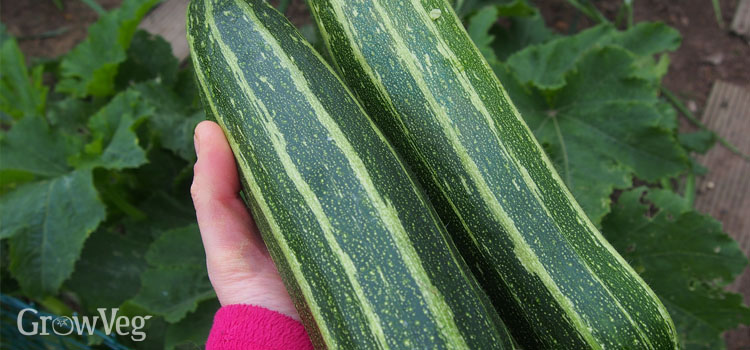 Heavy yielding courgettes