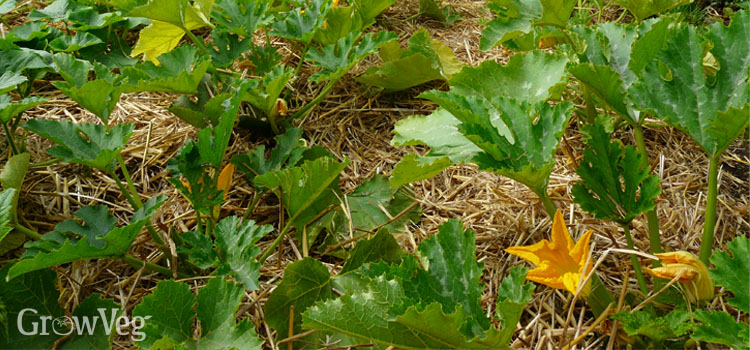 Zucchinis with a straw mulch