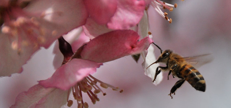 Bee pollinating crab apple blossom