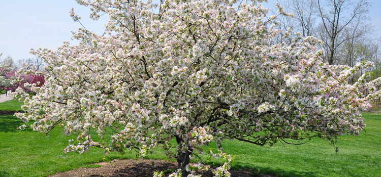 Crab apple tree covered in blossom