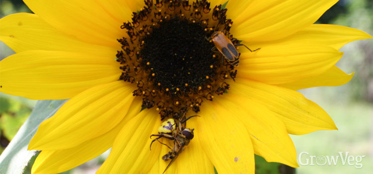 Crab spider eating a hoverfly on a sunflower