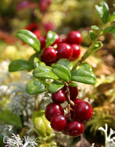 Using ericaceous beds for cranberries