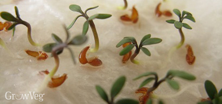 Growing cress on kitchen roll