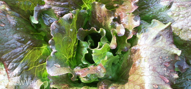 Crisphead lettuce 'Sierra', a Batavian variety 