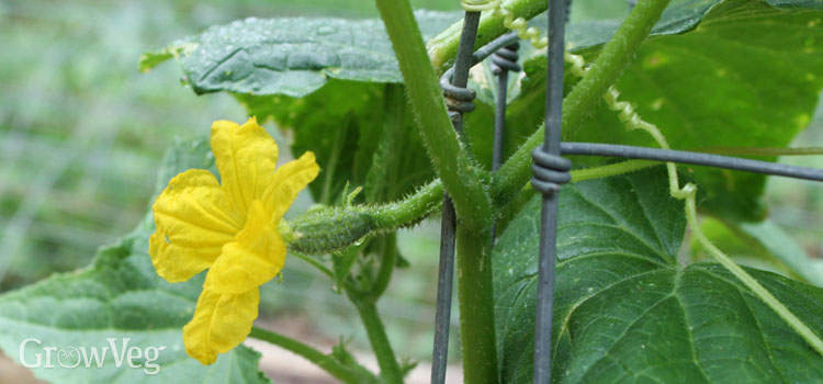 Cucumber growing on plant with blossom