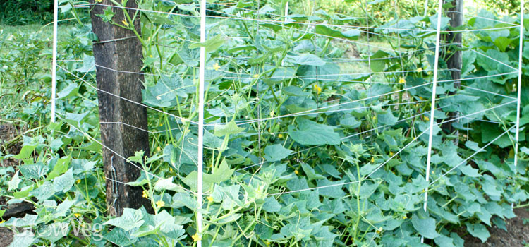 Cucumbers growing up a trellis with fencing
