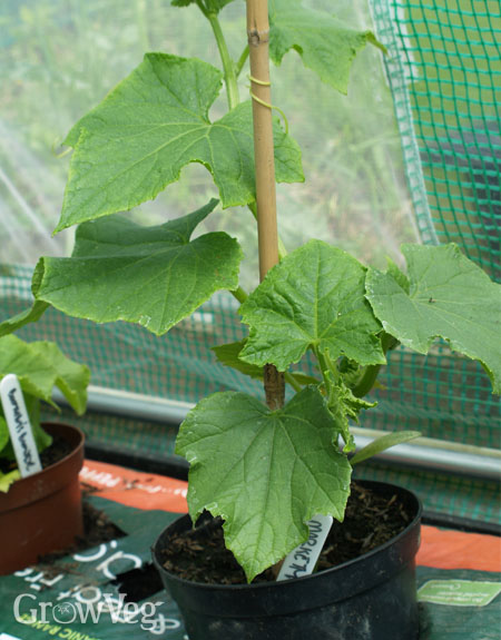 Young cucumber plant in a small garden