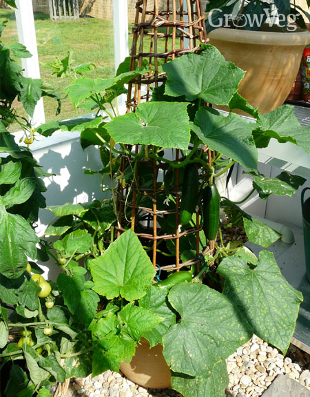 Outdoor cucumber trained up a wigwam