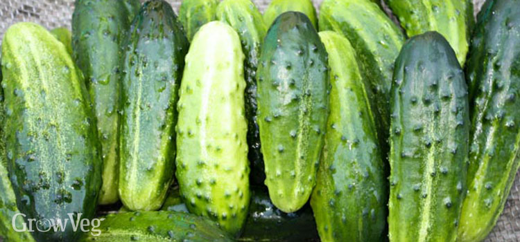 Cucumbers for canning and making pickles