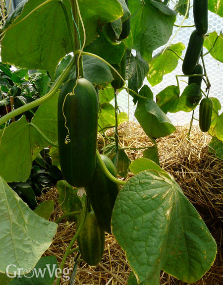 Greenhouse cucumber