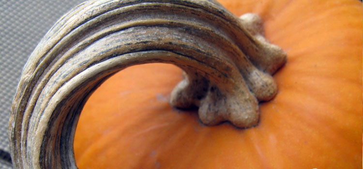 Pumpkin stalk left on to aid curing and storage