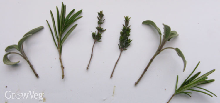 A selection of herb cuttings
