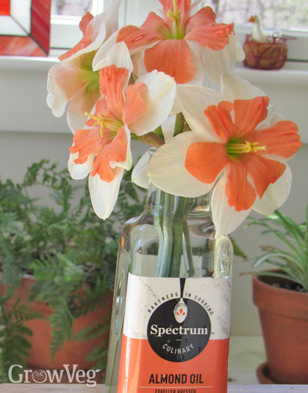Daffodils in a bottle