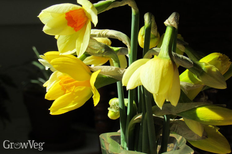 Conditioning cut daffodils