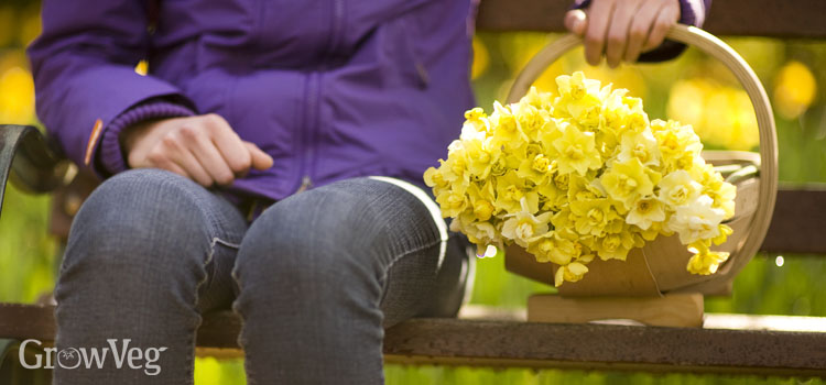 Different types of daffodil in a trug