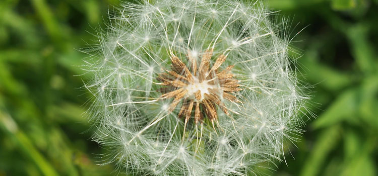 Dandelion ready to distribute its seeds