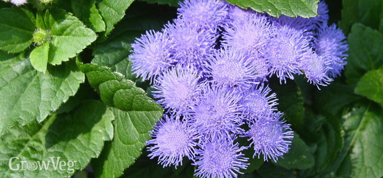 Ageratum