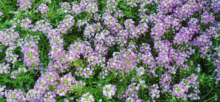 Alyssum