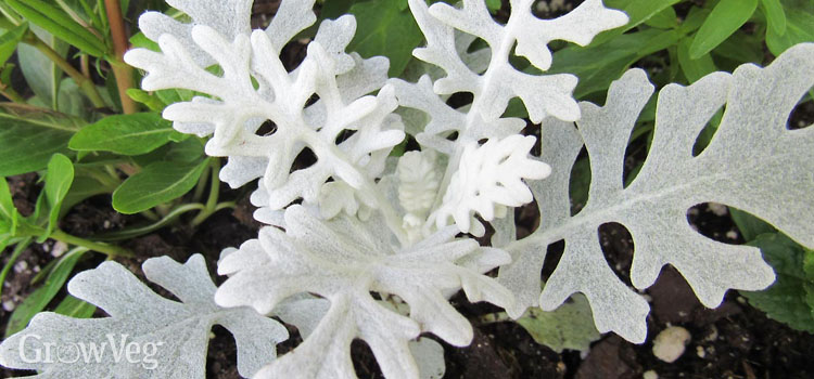 Dusty miller