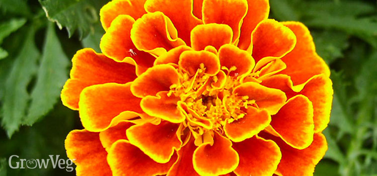 Marigold