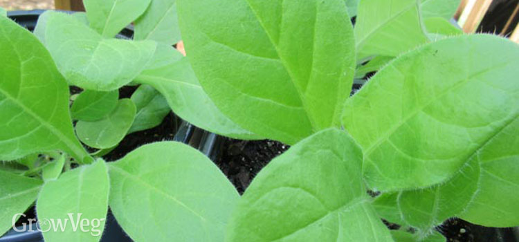 Nicotiana