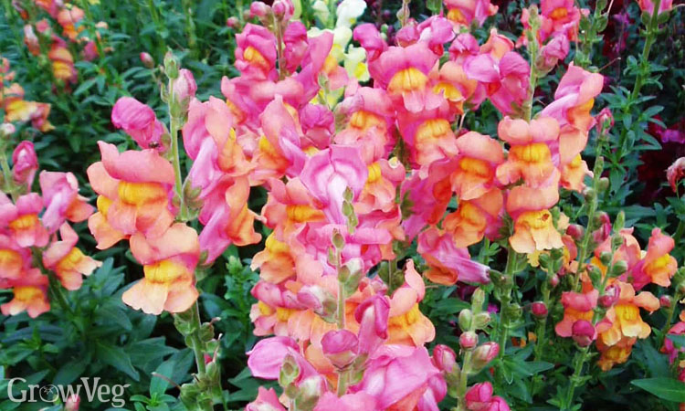 Snapdragons