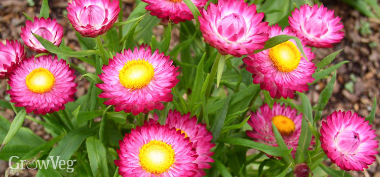 Strawflower