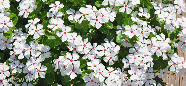 Annual vinca