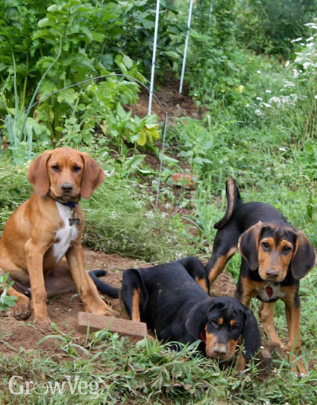 Dogs digging in vegetable garden