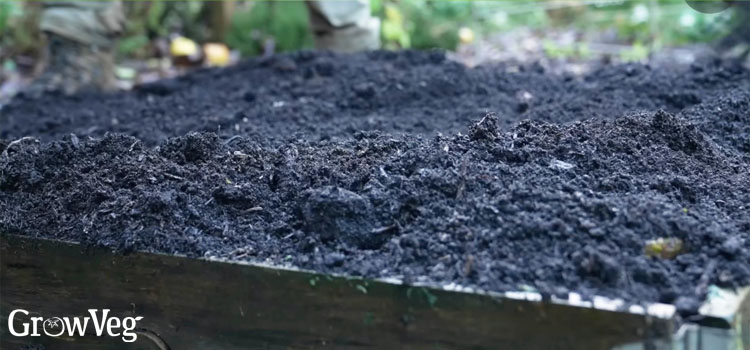 Compost in a raised bed