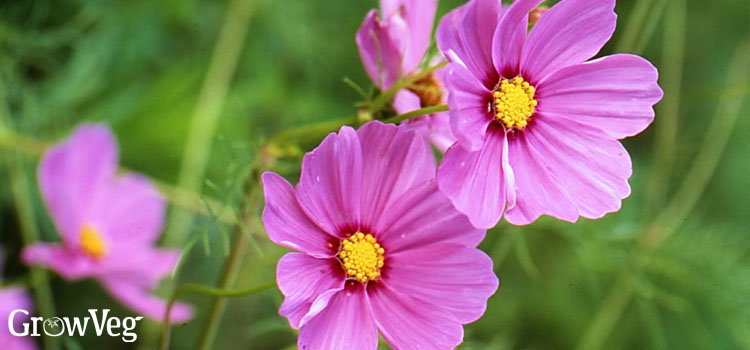 Pink garden cosmos