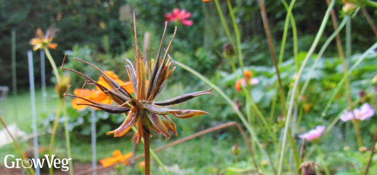 Cosmos seedhead