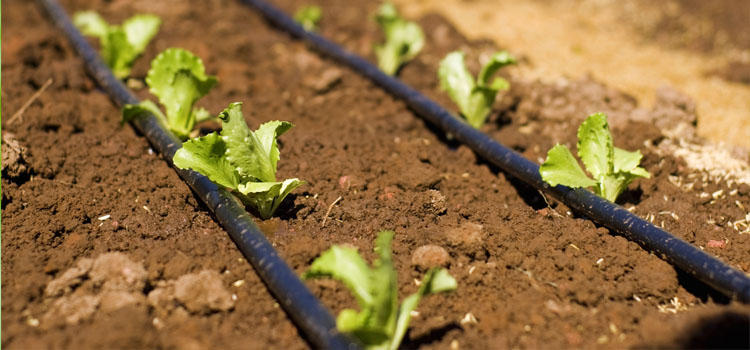 Drip irrigation tube