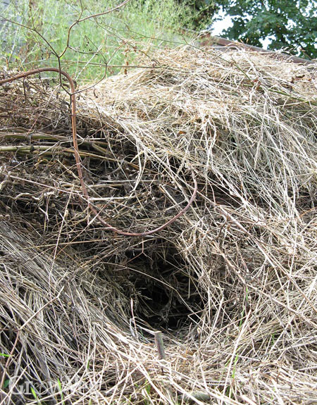 Rodent nest in garden