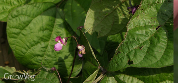 Dwarf/bush bean flower