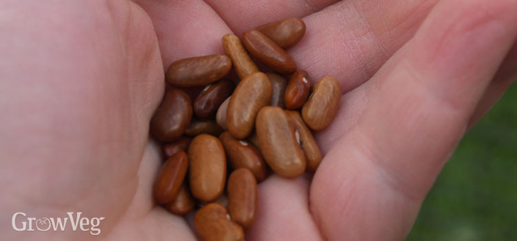 Dwarf French bean seeds