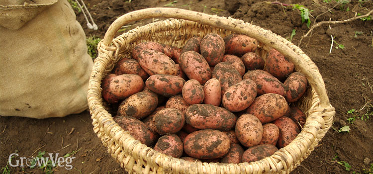 “Harvesting-potatoes”