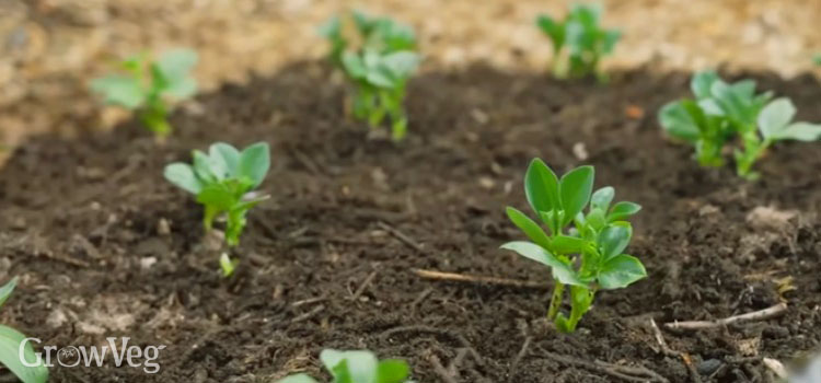 Broad bean seedlings