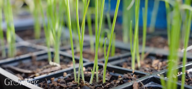 Onion seedlings