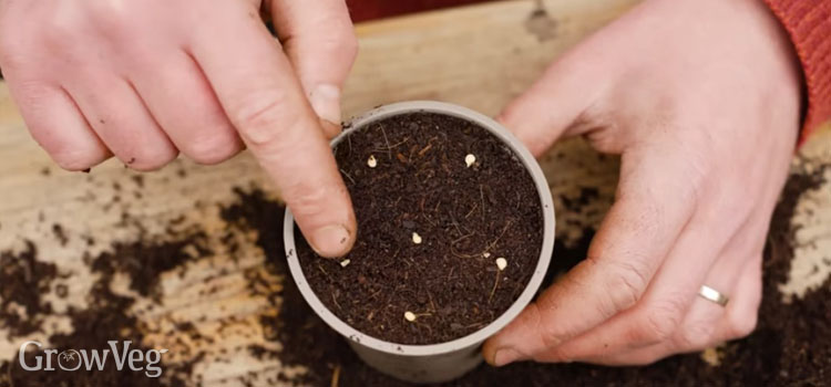 Sowing chilli pepper seeds