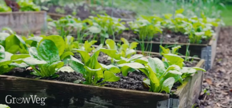 Spinach in a raised bed