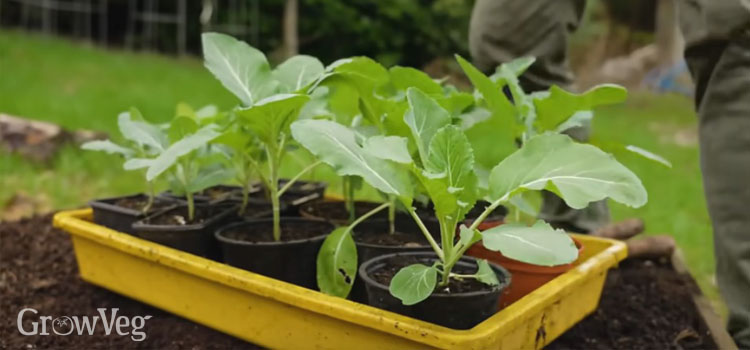 Ready-to-plant brassica seedlings