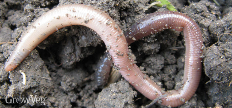 Worm in the soil