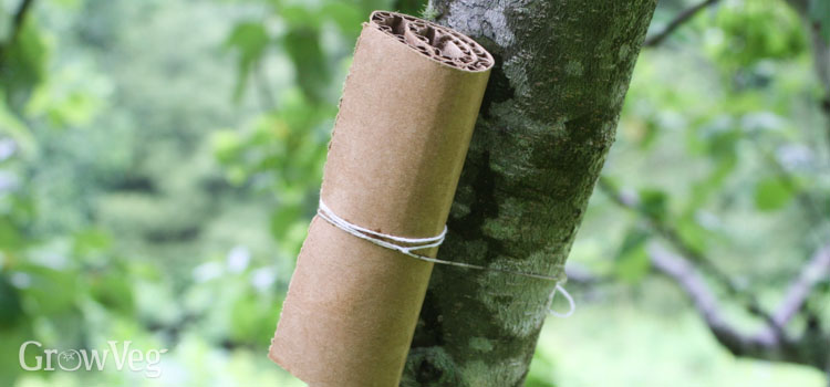 Earwig tree trap
