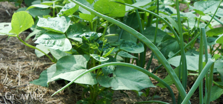Intercropping beans and onions