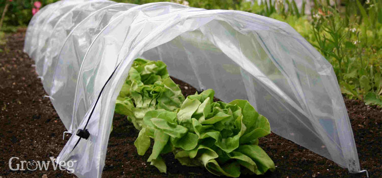 'Easy Polytunnel' used to protect vegetables against cold weather