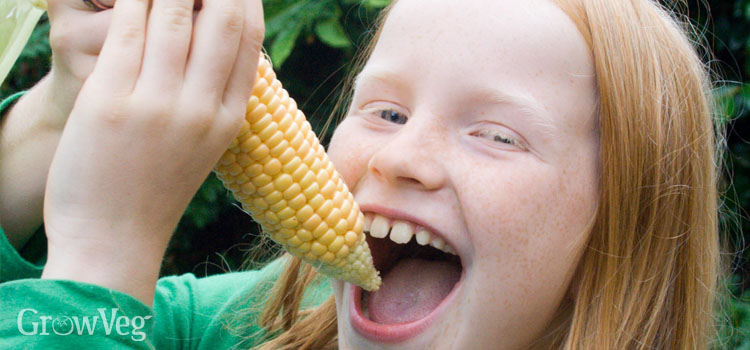 Child eating sweet corn