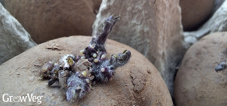 Chitting potatoes in an egg carton