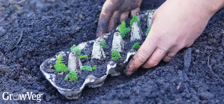Planting egg carton carrots